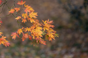 Close up of orange leaves on a Japanese maple (acer palmatum) tree in autumn
