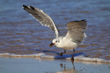 Seagull inflight on shore with insect in bill. 