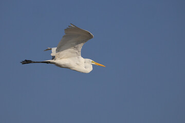 Obraz premium Great egret big white bird inflight against deep blue sky. 