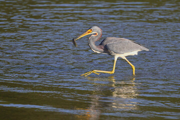 Tricolored heron swallowing fish in saltwater marsh. 