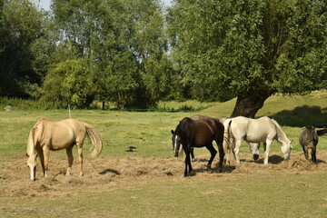 Obraz premium Petit troupeau de chevaux dans une prairie à Ghislenghien (Ath) 