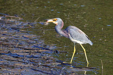 Tricolored heron swallowing fish in saltwater marsh. 