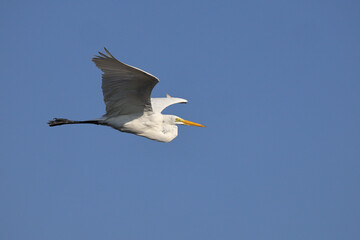 Great egret big white bird inflight against deep blue sky. 