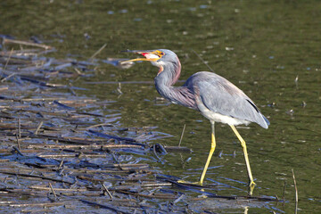 Tricolored heron swallowing fish in saltwater marsh. 
