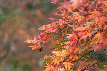 Close up of orange leaves on a Japanese maple (acer palmatum) tree in autumn
