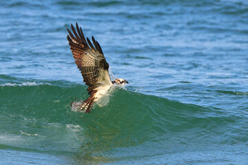 Osprey crashes into wave after prey. 