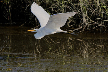 Grat egret flying through marshy saltwater marsh. 