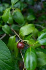 グロッシーな実と枝のライン — デザインに使いやすい一枚