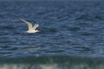 Royal tern breeding adult flying over ocean surf waves. 