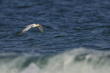 Royal tern breeding adult flying over ocean surf waves. 