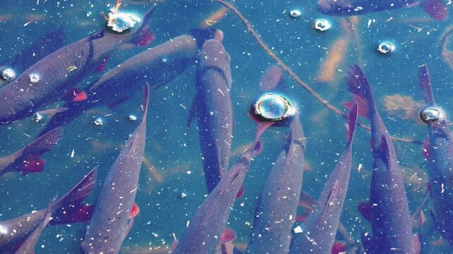wild fish in a pond in the wetlands