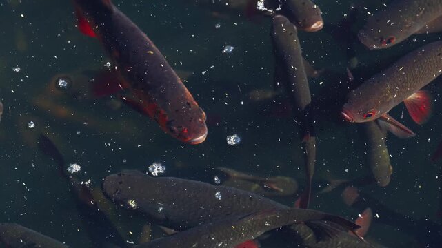 wild fish in a pond in the wetlands