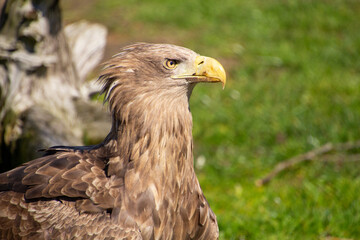 Confident and victorious white-tailed eagle.