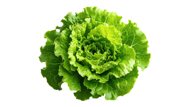 Close-up of a vibrant green head of lettuce, exhibiting a rosette pattern of frilly, leafy segments - Powered by Adobe