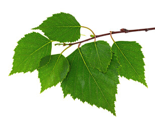 Fototapeta premium Close-up of vibrant green birch leaves on a branch