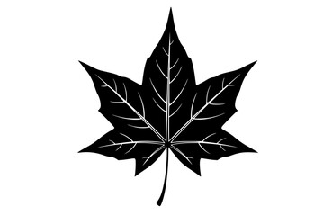 Obraz premium Black Vector Silhouette: Single Stylized Maple Leaf 