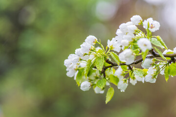 White blossoming apple trees with rain drops