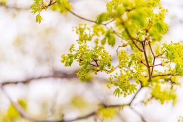 Blooming Norway Maple, Acer platanoides, in beautiful light