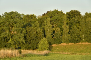 Fototapeta premium Lumière du coucher de soleil sur les arbres d'un bois à Écaussinnes d'Enghien (Soignies)