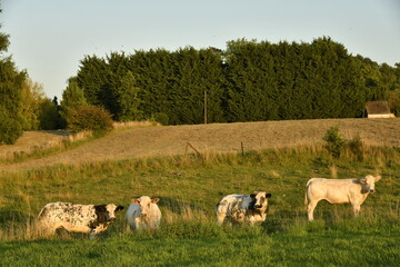 Fototapeta premium Petit troupeaux de vaches laitières sous la lumière du coucher de soleil dans une prairie à Écaussinnes d'Enghien (Soignies)