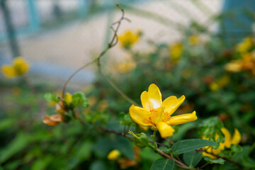 キンシバイの鮮やかな黄色 — 緑に映える初夏の一花