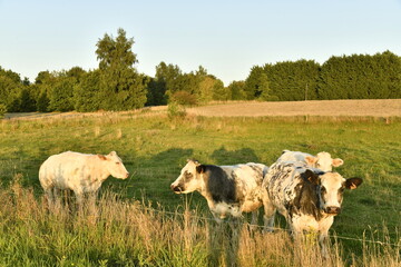 Obraz premium Vaches laitières sous la lumière du coucher de soleil dans une prairie à Écaussinnes d'Enghien (Soignies)