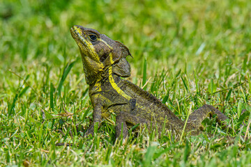 Basilisk Lizard