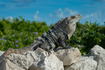 Black Spiny-tailed Iguana