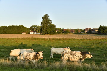 Petit troupeaux de vaches laitières sous la lumière du coucher de soleil dans une prairie à...