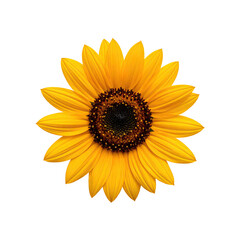 Fototapeta premium Close-up of a bright yellow sunflower against a black background. Detailed petals radiate outward from a dark brown center