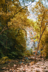 Golden Autumn Trees Frame a Rocky Stream in a Deep Mountain Canyon