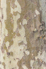 Detailed view of tree bark displaying varied textures and earthy tones, emphasizing natural beauty. 