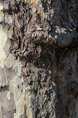 Detailed view of tree bark displaying varied textures and earthy tones, emphasizing natural beauty. 