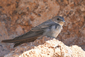Kaya kırlangıcı » Eurasian Crag Martin » Ptyonoprogne rupestris