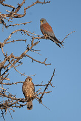 Küçük kerkenez » Lesser Kestrel » Falco naumanni
