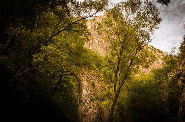 Sunlight on Towering Rocky Cliff Framed by Lush Green Forest Canopy in a Deep Gorge