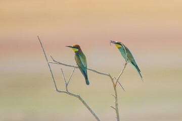 Arıkuşu » European Bee-eater » Merops apiaster