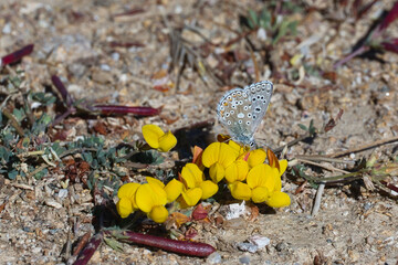 yellow crocus flower