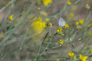 Lycaenidae / Çokgözlü Balkan Mavisi / Blue Argus / Polyommatus anteros