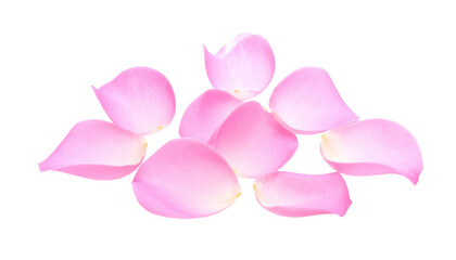 Delicate pink flower petals clustered together