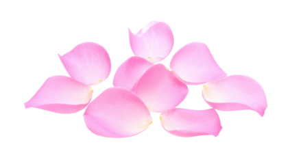 Delicate pink flower petals clustered together