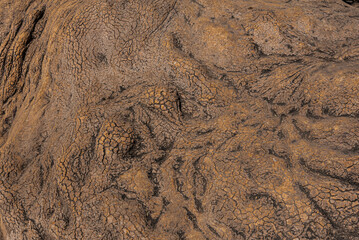 Close-Up of Eroded and Cracked Tree Bark Texture