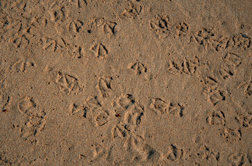 Webbed Bird Footprints Pattern in Brown Beach Sand Texture