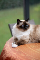 chat observant autour de lui allongé sur une table, sacré de Birmanie aux yeux bleus