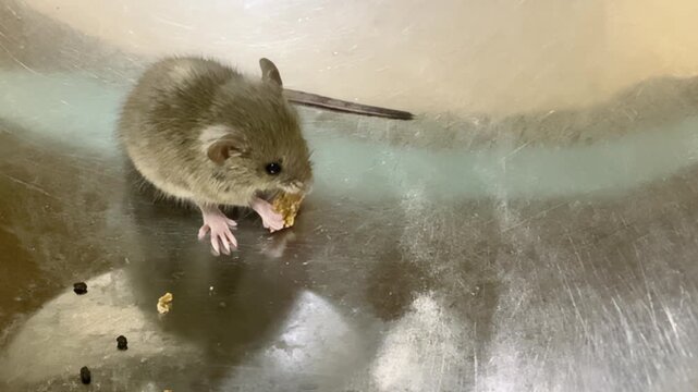 Mouse in a Kitchen Bowl. A small gray mouse eating food scraps sits in a kitchen utensil as a symbol of a dangerous pest and carrier of diseases