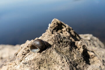 pointed campeloma snail shell on rock