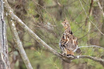 ruffed grouse perched in a pine tree
