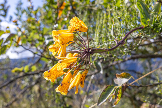 Cotacachi Volcano, Ecuador - August 5, 2025: Bomarea multiflora, or yellow hirsuta, is a plant in the Alstroemeriaceae family. It grows between 1,800 and 3,500 meters above sea level.