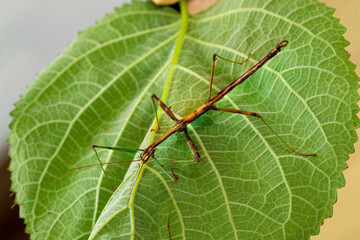 walking stick insect on the back of a leaf