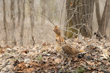ruffed grouse on the forest floor in spring